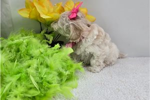 Rory - Malti Poo - Maltipoo for sale