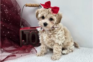 Jocelyn - Malti Poo - Maltipoo for sale