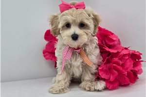 Dakota - Malti Poo - Maltipoo for sale