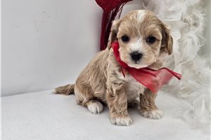 Colton - Malti Poo - Maltipoo for sale