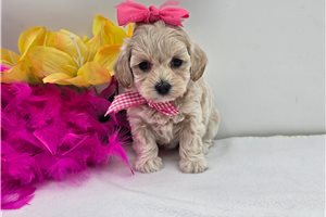 Dana - puppy for sale