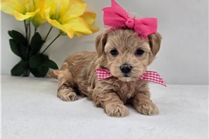 Patricia - puppy for sale