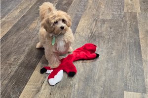 Trenton - puppy for sale