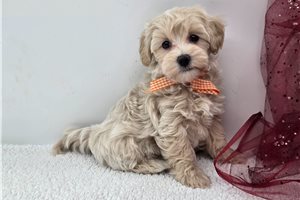 Kirk - Malti Poo - Maltipoo for sale