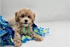 Dagger - puppy for sale