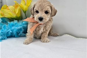 Easton - Malti Poo - Maltipoo for sale