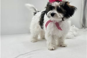 Novalee - Malti Poo - Maltipoo for sale