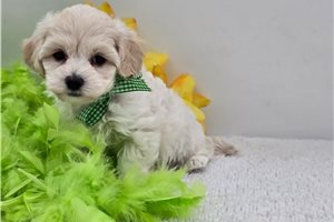 Remy - Malti Poo - Maltipoo for sale