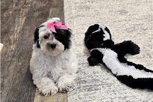 Cecilia - Malti Poo - Maltipoo for sale