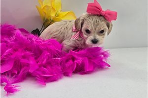 Febe - puppy for sale
