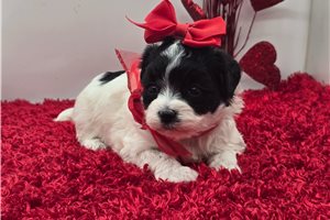 Caroline - Malti Poo - Maltipoo for sale