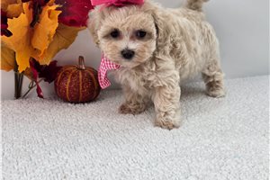 Riley - Maltipoo for sale