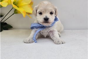Remy - puppy for sale