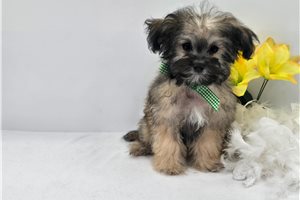 Navi - Malti Poo - Maltipoo for sale
