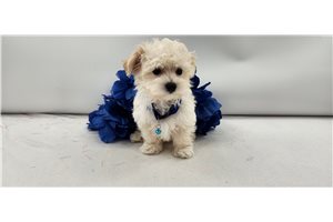 Fabio - puppy for sale