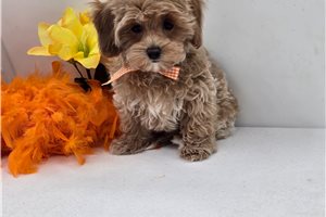 Santiago - Malti Poo - Maltipoo for sale