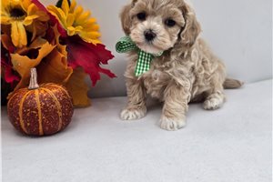 Edison - Malti Poo - Maltipoo for sale
