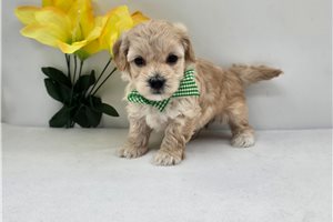 Pinto - puppy for sale