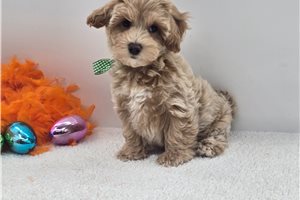 Connor - Malti Poo - Maltipoo for sale
