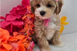 Faye - Malti Poo - Maltipoo for sale
