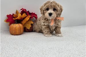 Elmo - Maltipoo for sale