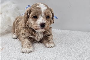 Ernest - Maltipoo for sale