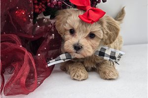 Kacey - Malti Poo - Maltipoo for sale