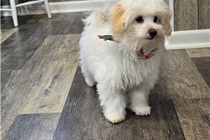 Miami - Malti Poo - Maltipoo for sale