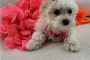 Francesca - puppy for sale