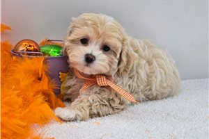 Calvin - Malti Poo - Maltipoo for sale