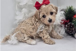 Jules - Malti Poo - Maltipoo for sale