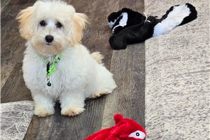 Roman - Malti Poo - Maltipoo for sale