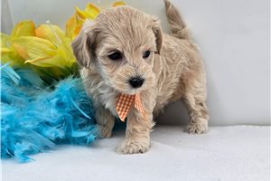Easton - Malti Poo - Maltipoo for sale
