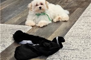 Cameron - Malti Poo - Maltipoo for sale