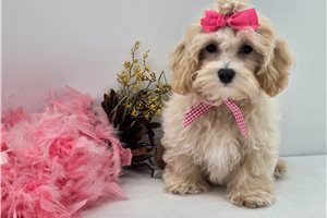 Ibeza - puppy for sale