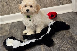 Remy - Malti Poo - Maltipoo for sale