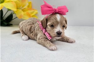 Sadie - puppy for sale