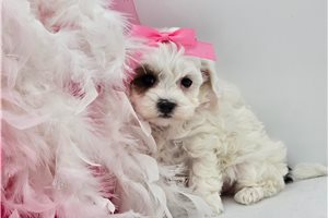Cora - Malti Poo - Maltipoo for sale