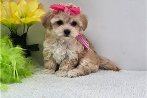 Pamela - Malti Poo - Maltipoo for sale