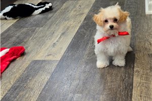 Colton - Malti Poo - Maltipoo for sale