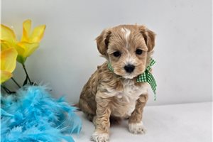 Echo - Malti Poo - Maltipoo for sale