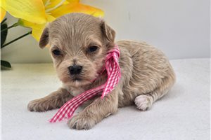 Sinclair - Malti Poo - Maltipoo for sale