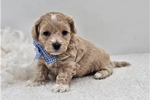 Elmo - puppy for sale