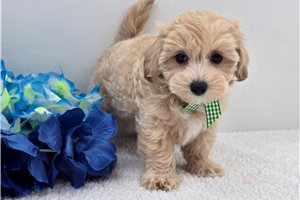 Easton - puppy for sale