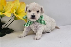 Roman - puppy for sale