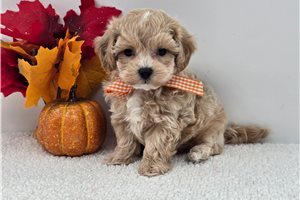 Ringo - Maltipoo for sale
