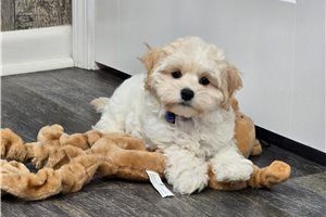 Remy - Malti Poo - Maltipoo for sale