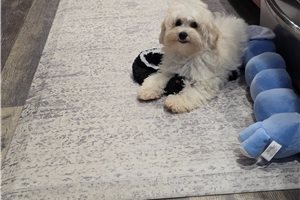 Remy - Malti Poo - Maltipoo, placed in Kirksville