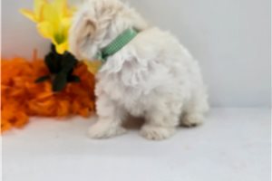 Roman - Malti Poo - Maltipoo for sale