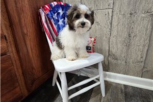 Novalee - Malti Poo - Maltipoo for sale